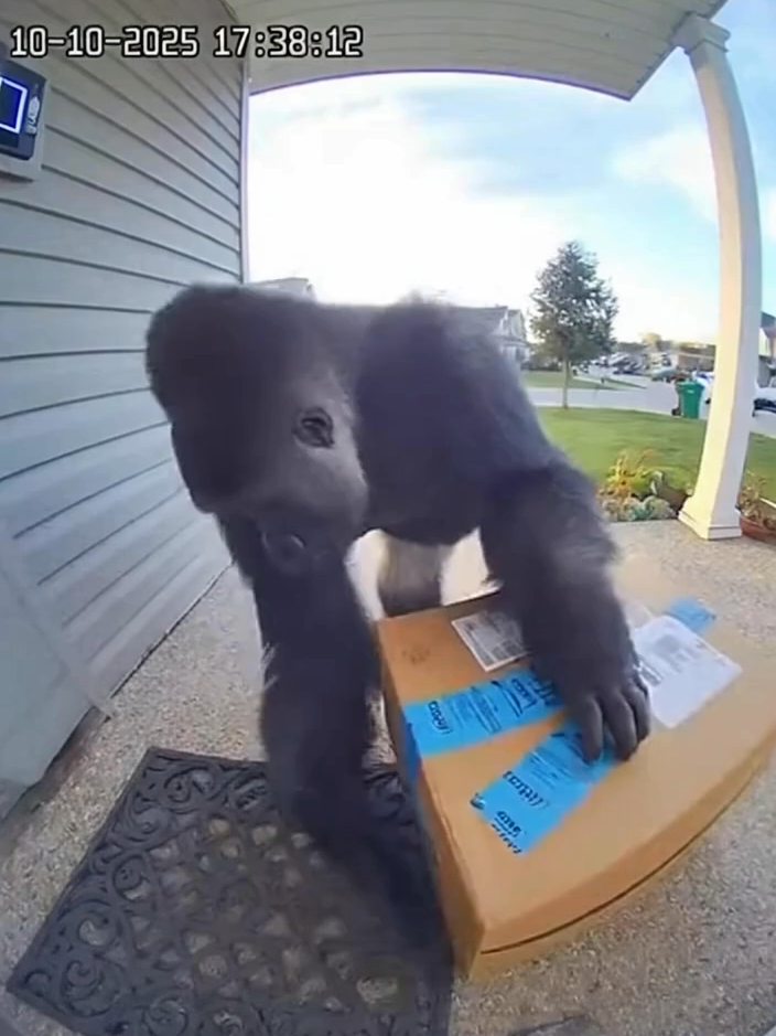 Gorilla steals package Made with Sora 2 #Sora #Sora2
