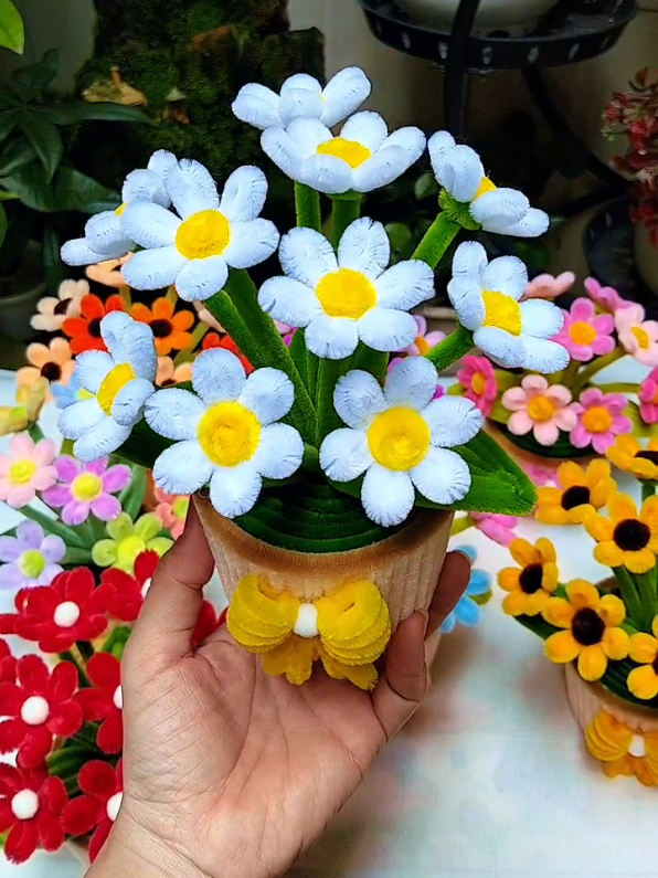 Chậu cúc hoạ mi xinh tươi chào ngày mới 😍 Quà tặng 20/10, 20/11 #35k  #chauhoamini #xh #chauhoakemnhungmini #hoakemnhung 