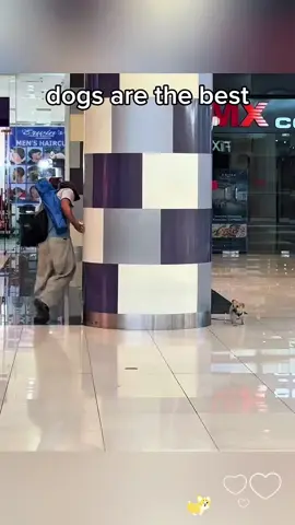 dogs are the best🥹 #PetsOfTikTok #dogsofinstagram #CatsOfTikTok #funnycatvideos #typ 