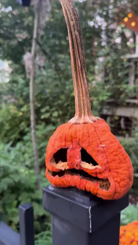 Redneck in New England #halloween #countrypumpkin #bumpkin #pumpkin