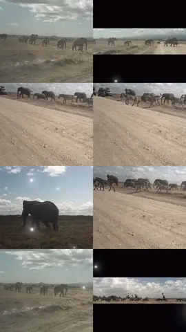 #safarilife  #olaletoursandsafaris🦏  #thegentlegiants #amboselinationalpark 