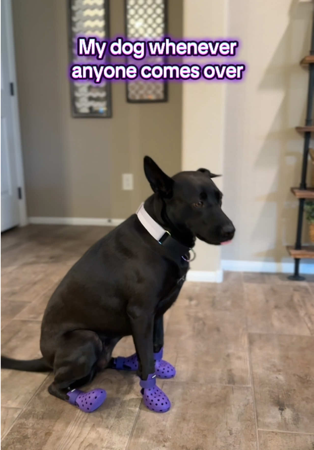 Welp at least they tried. #fyp #dogsoftiktok 