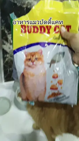 อาหารแมว#อาหารแมว #อาหารแมวบัดดี้แคท #บัดดี้แคท #ทาสแมว 