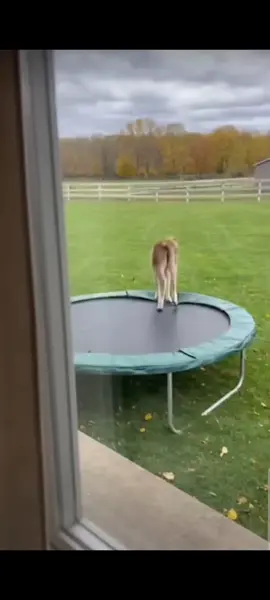 🐴 #honse #horse #horsevideo #horsesoftiktok #horsetok 