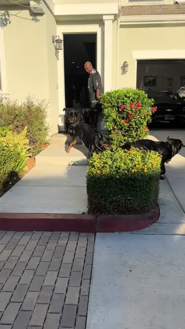 Going LIVE in 1 hour over the breeder’s house! 10/11/2025 @ 5:18pm pst!🔥🐶🐶🐶🐶🐶 #fyp #dogsoftiktok #influencer #rottweilersoftiktok 