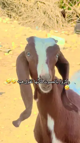 زعلانة من هبة 😂