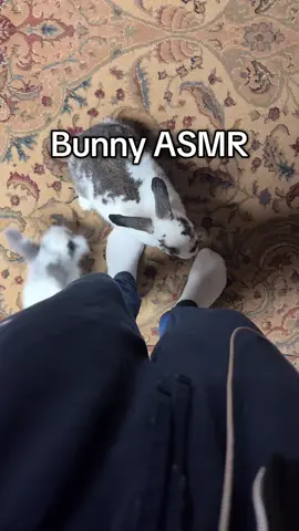 #bunny #asmr #bunnyasmr #bunnies 