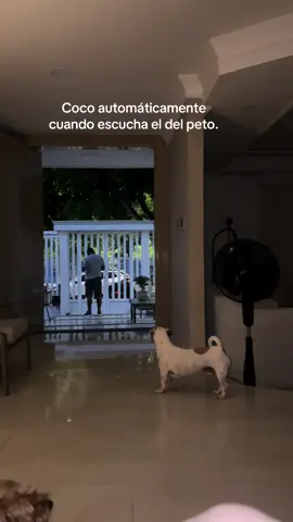 #Petlover #peto #mascota