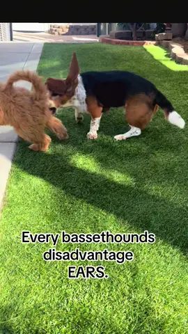 #schmonkie #bassethound #Love #goldendoodle 