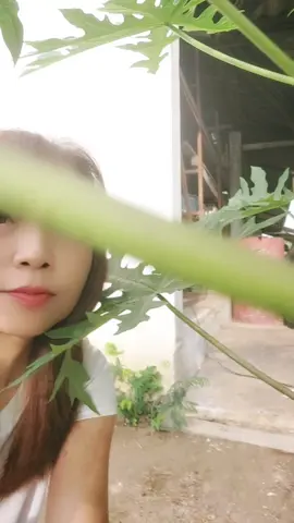 กิ่งตอนมะละกอ #สวนครัวพอเพียง 