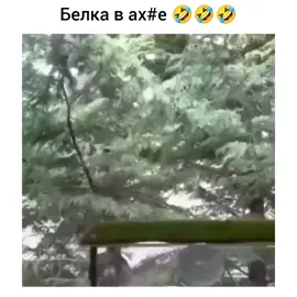 #белкаистрелка #белочка #тт 