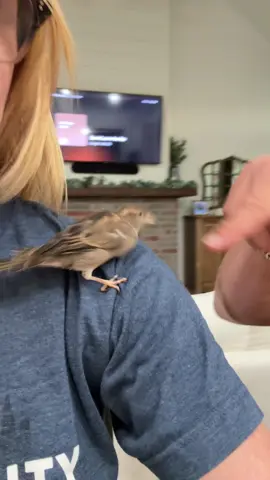 #SavingIris #HouseSparrow #birdsoftiktok🦜 