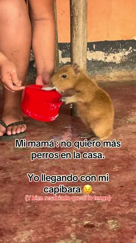 #capibara #fyp #tiktok #animales #paratiiiiiiiiiiiiiiiiiiiiiiiiiiiiiii 