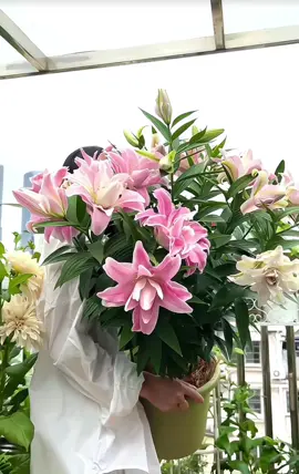 Chỉ cần hoa nở, ngày nào cũng là ngày đẹp. #hoaly #lily #hoađẹp 