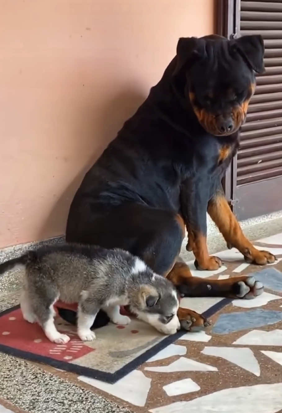 Dog mother educationg puppies #dog #funnydog #dogs #funnyvideos #fyp 