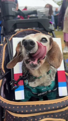 This toothless beagle enjoyed a yummy pup cup and had an amazing time at Beaglefest @Lonerider Brewing in Wake Forest today! #beagles#beaglestok #beagleoftiktok 