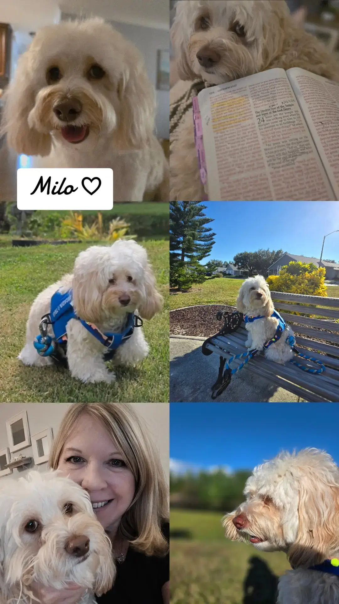 #dogsoftiktok #cockapoosoftiktoks 