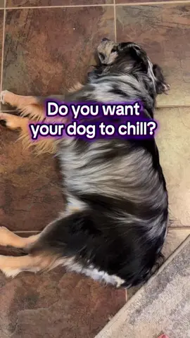 Chicken Free All Natural Calming Chews Calming Treats Active Ingredient: Valerian Root Powder #calmchews #calmmydog #chickenfree #happydog #dogmom @GoodTail 