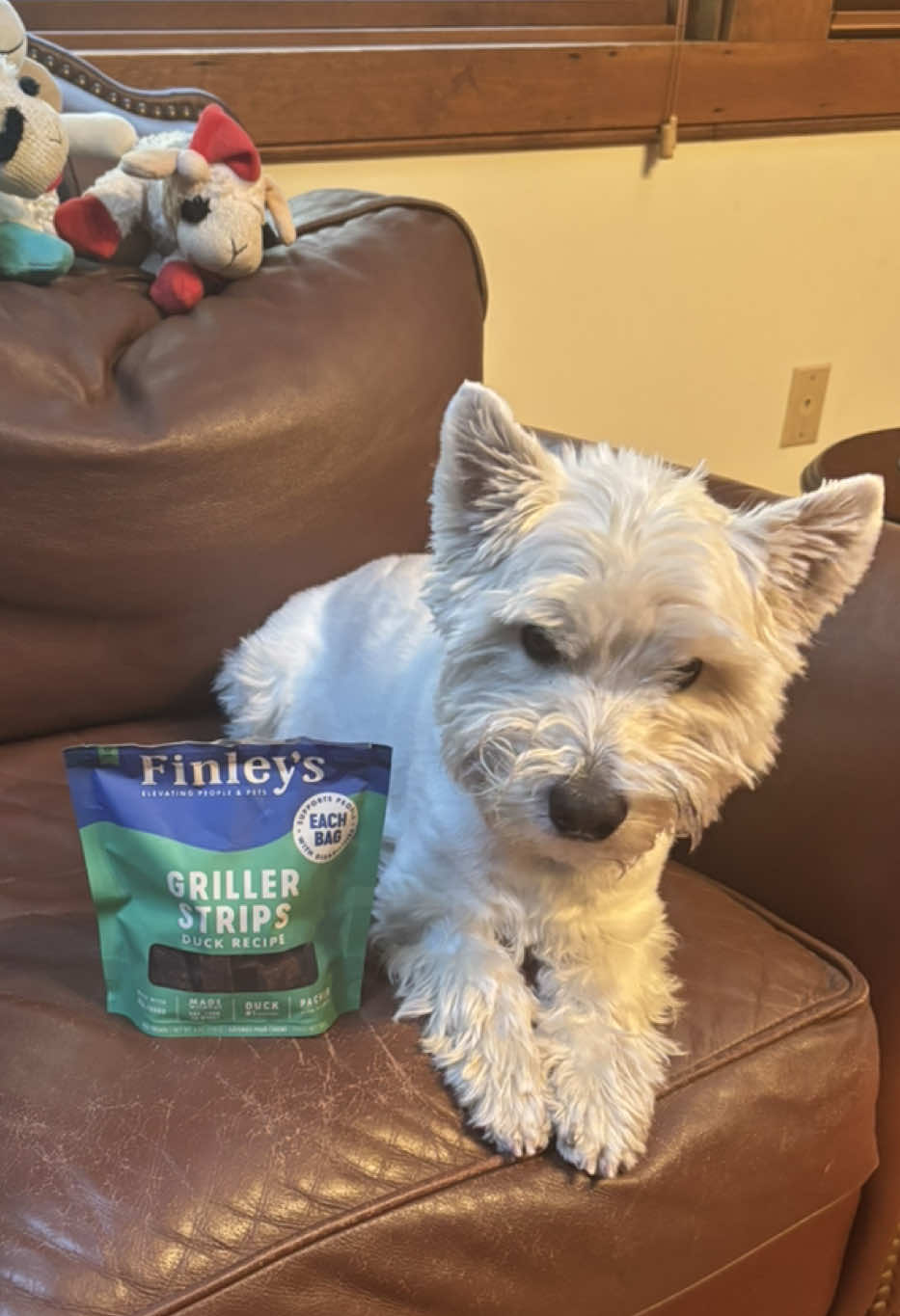 🐾🦴Finding healthy treats that Manolo loves just got a whole lot easier 🐶💚 I’m always on the lookout for treats for my dog Manolo that are healthy but still taste great — because let’s be honest, my little guy has very high standards when it comes to snacks 😅🐾 But these Finley’s Duck Recipe Griller Strips have officially earned his paw of approval! 🦴✨ Made with real duck as the #1 ingredient, these soft, chewy strips are packed with wholesome superfoods like blueberries, banana, kale, and squash — making every bite just as nutritious as it is delicious. They’re also free from wheat, corn, soy, and artificial additives, so I can feel good about rewarding him after walks or training. Each treat has only about 21 calories, which makes them a guilt-free way to spoil my pup. And what really makes me love this brand? 💙 With every bag sold, Finley’s supports people with disabilities, creating meaningful opportunities through their mission to elevate people and pets. Seeing Manolo’s tail wag the second he hears the bag crinkle? That’s my sign we’ve found a winner 🐾💫 @influenster @NutriSourcePetFoods  #complimentary #dogs #Getfinleys #dogtreats 