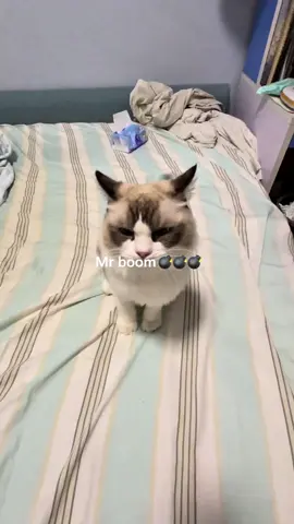 Every meow deserves an Oscar😼🏆#cat #catsoftiktok #fyp #catlover #funnyvideos 