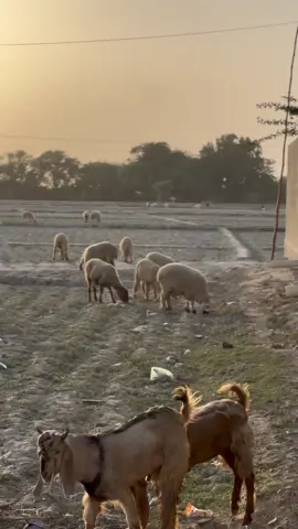 Evening 💫#evening #goat🐐 #homeland #goth #sindh 