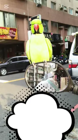 #CapCut 臭令呆 還好沒養鸚鵡的人聽不懂阿肥綠在說什麼吧 不然帶他出門 會被揍😑 #上熱門 #月輪鸚鵡🦜 #灰鸚鵡日常 #推薦推起來 