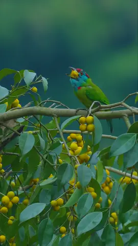 Vào mùa Chua anh em 