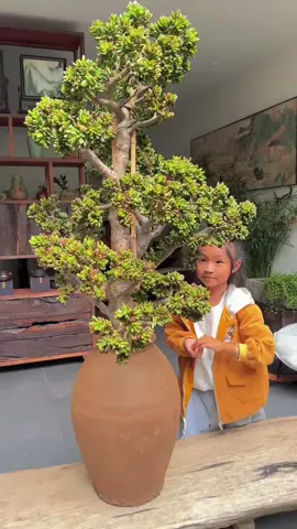 Được chiếc cây quá chất lượng  #senda #senđá #succulents #xuhuong #câycảnh 