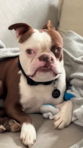 #funnydogs #fyp#bostonterrier 