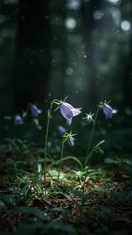#bellflower 