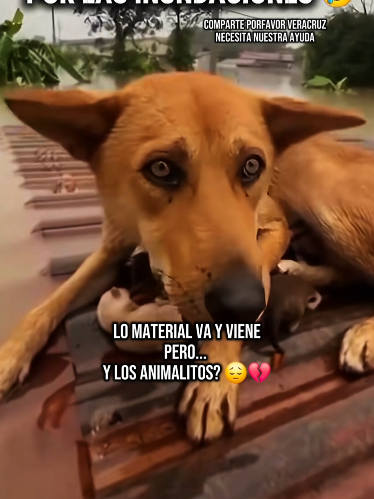 COMO NO HABLARE DE FREE NO TE IMPORTA 😭💔 #POZARICA #TUXPAN #ALAMO #VERACRUZ #INUNDACION 
