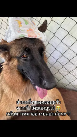 กลับดาวหมาอย่างปลอดภัยนะ🖤