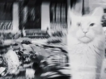 #EraFlowers #corndogcat #cat #brainrot #astetic 