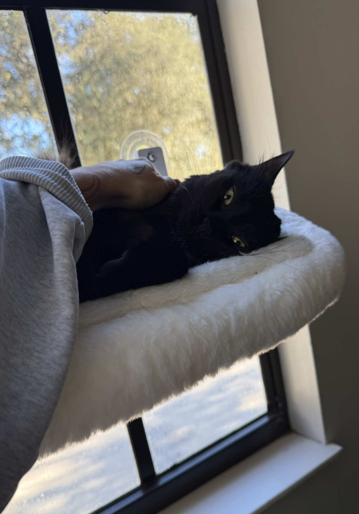 My whole word #catmom #blackcats 