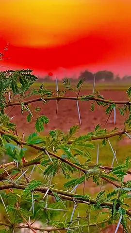 #میرا_سہنا_پنڈ_ورن،ضلع_قصور♥️🍁🌴🌱😇🥰 #waqas_mayo2 