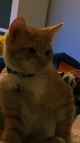 Brat #kitty #orangecatbehavior #tortitude #kittensoftiktok #cats 