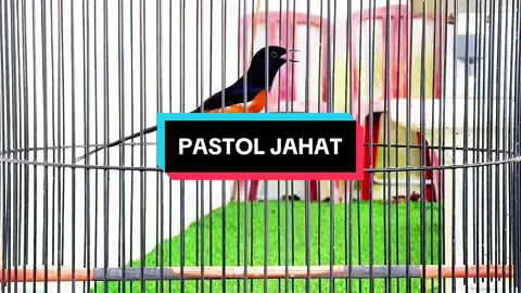 PASTOL IDAMAN #muraibatuindonesia #muraiprestasi #hewanpeliharaan #muraibatumania 