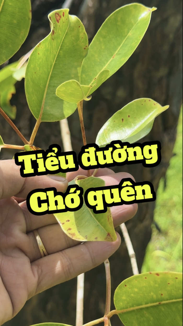 Tiểu đường - nhất định phải biết loài cây này. #duocsilenghia #tieuduong #daithaoduong #caytramse 