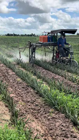 #tratoritocaseiro #agro #abacaxi #viraltiktok 