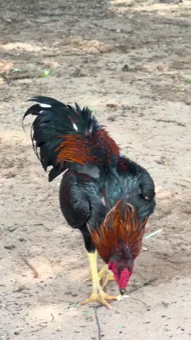 #ကြက်ဝါသနာရှင်များ😍🥰 #ဒီကောင်လေးပြန်မျှပေးမယ်ညီအကို🤘🏾🥰 