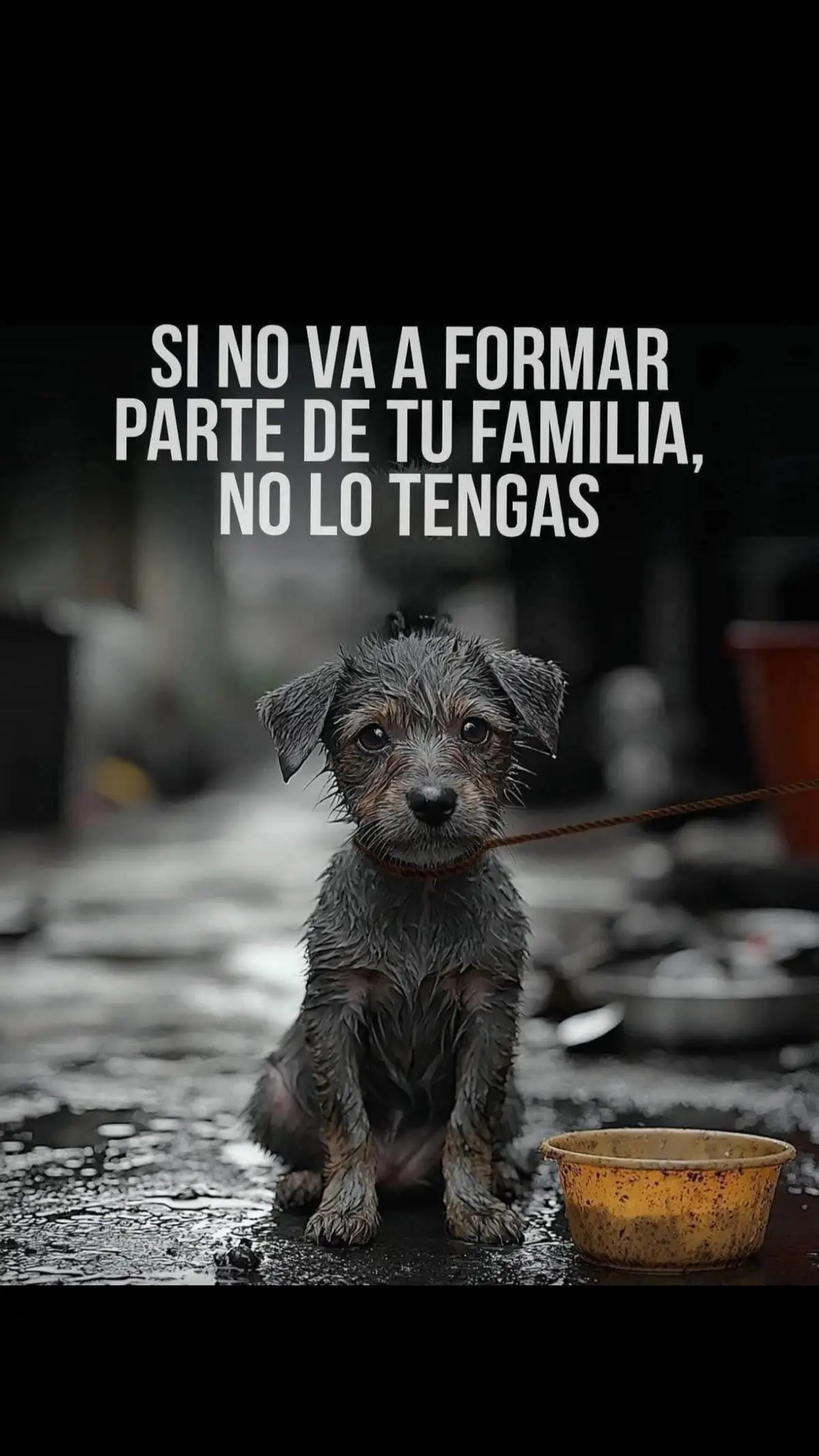 #dog #perros #fyp #parati #paratiiiiiiiiiiiiiiiiiiiiiiiiiiiiiii 