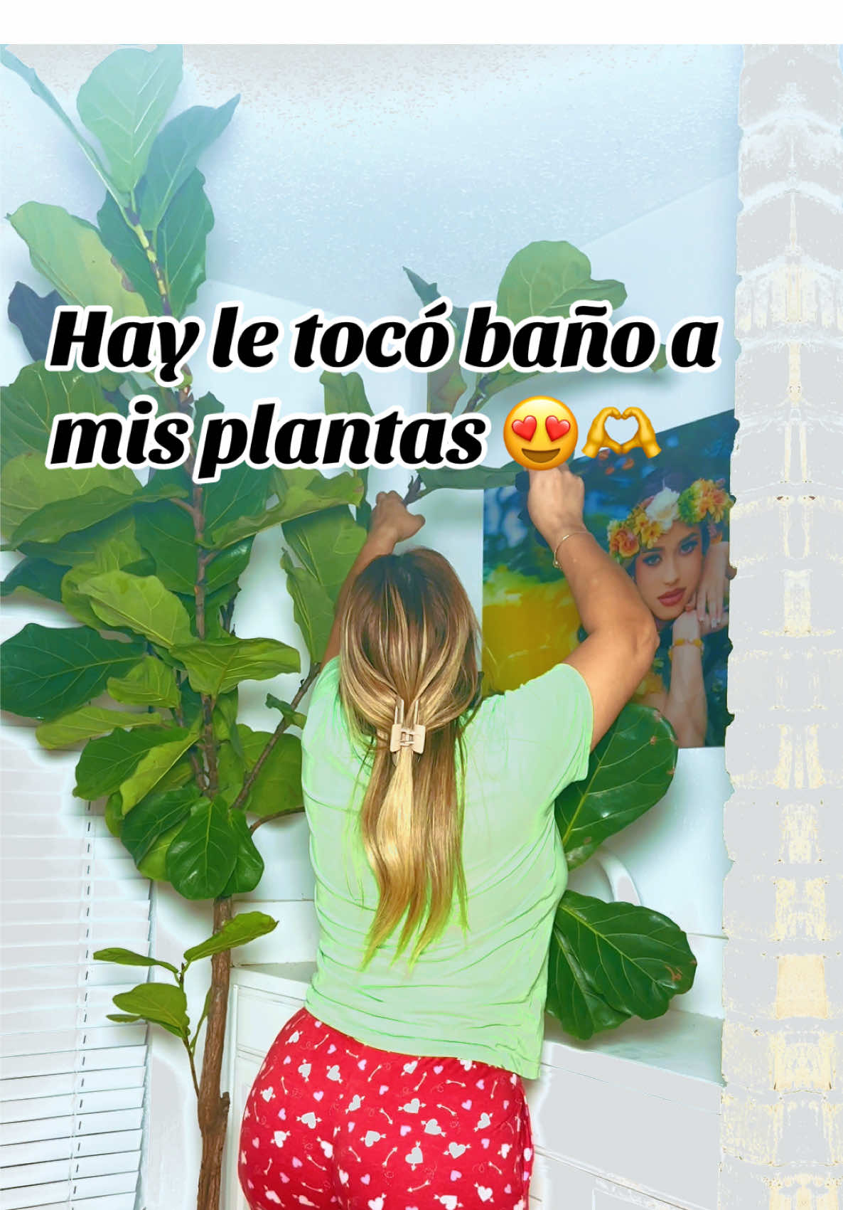 Cuidando mi Pandurata * #fyp #Viral #pandurata #ficusplant #ficuslirata