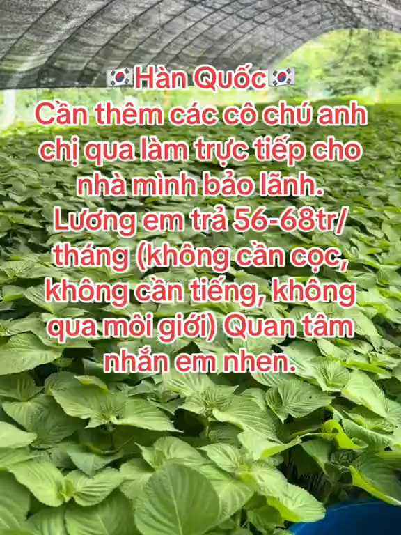 #xuhuong #nongnghiep #duhochanquoc #nongnghiephanquoc