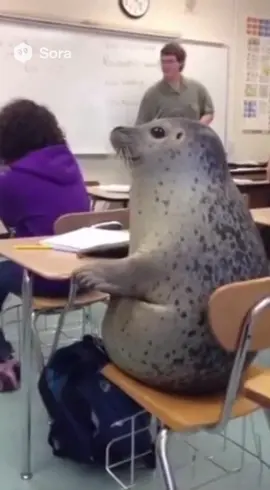 A seal at school?#funny #schoollife #sora2 #seal #fyp 
