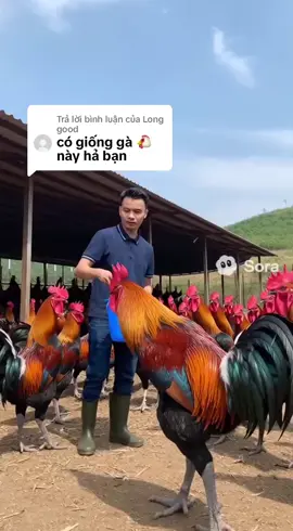 Trả lời @Long good 