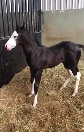 #potrillo #fypシ #caballos #viral 