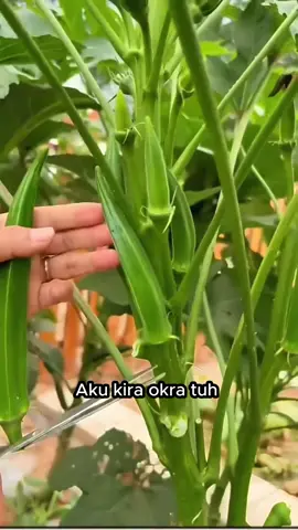 Okra #luckymore #keripik #okra #diet #vegetable 