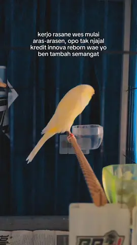 Persiapan kembali pejantan F3 alhamdulillah 🔥 #kenaribongkok #kenariprospek #kenaringawet #kenariyorkshire #kenarimaniaindonesia 