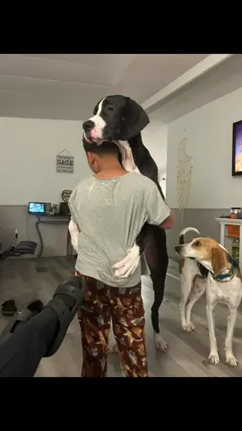 #greatdanesoftiktok #loveable#playful