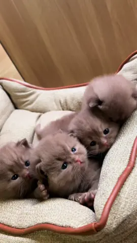 🤎🤎🤎🤎#cats #adopsikucingjogja #lucu #kucinglucu #adoptme 